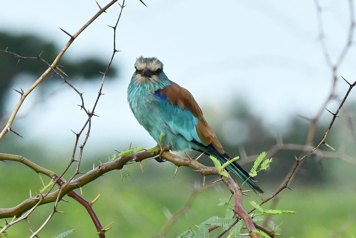 Abyssinian Roller - ML641704140