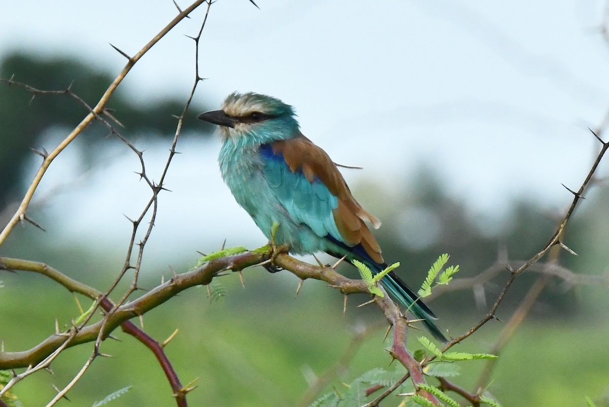Abyssinian Roller - ML641704141