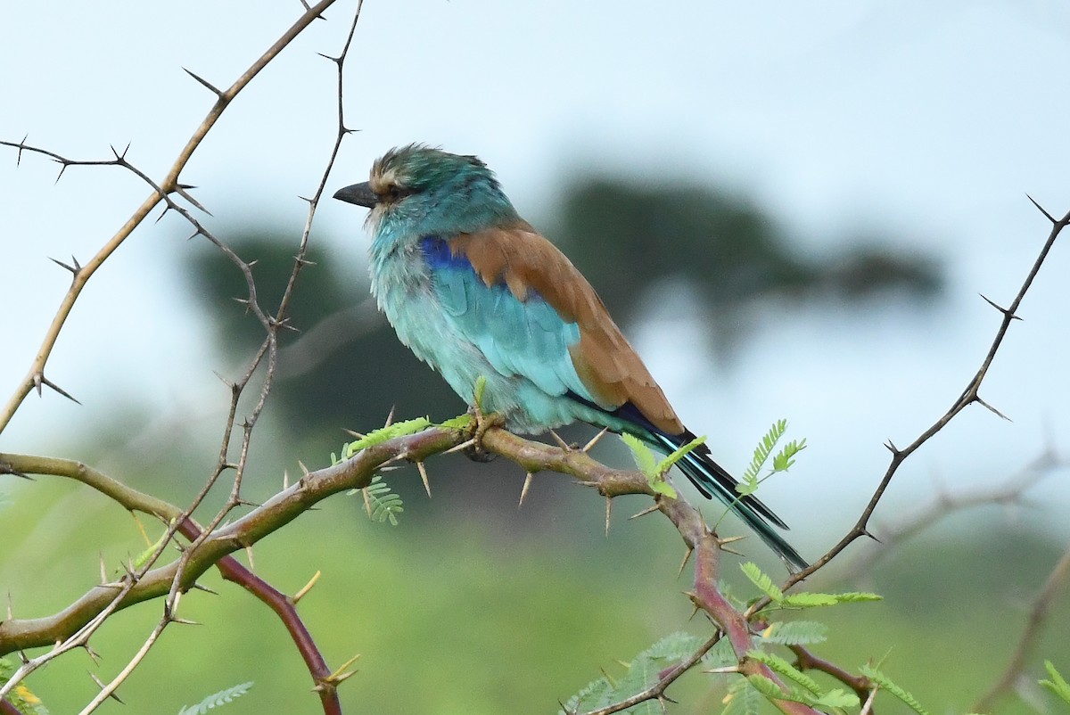 Abyssinian Roller - ML641704142