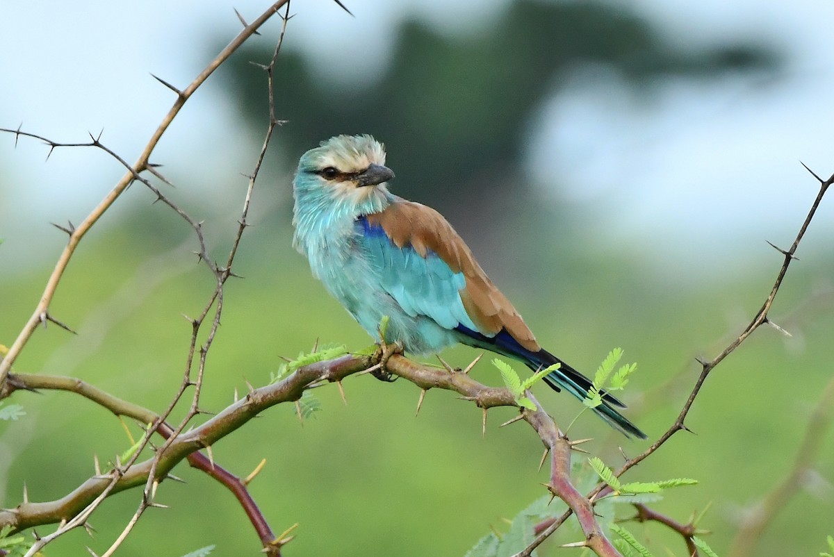 Abyssinian Roller - ML641704143