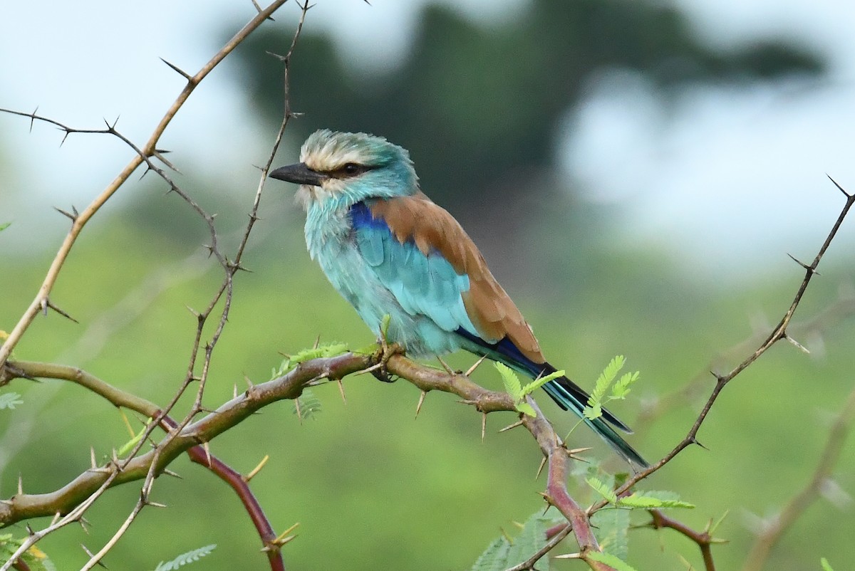 Abyssinian Roller - ML641704144