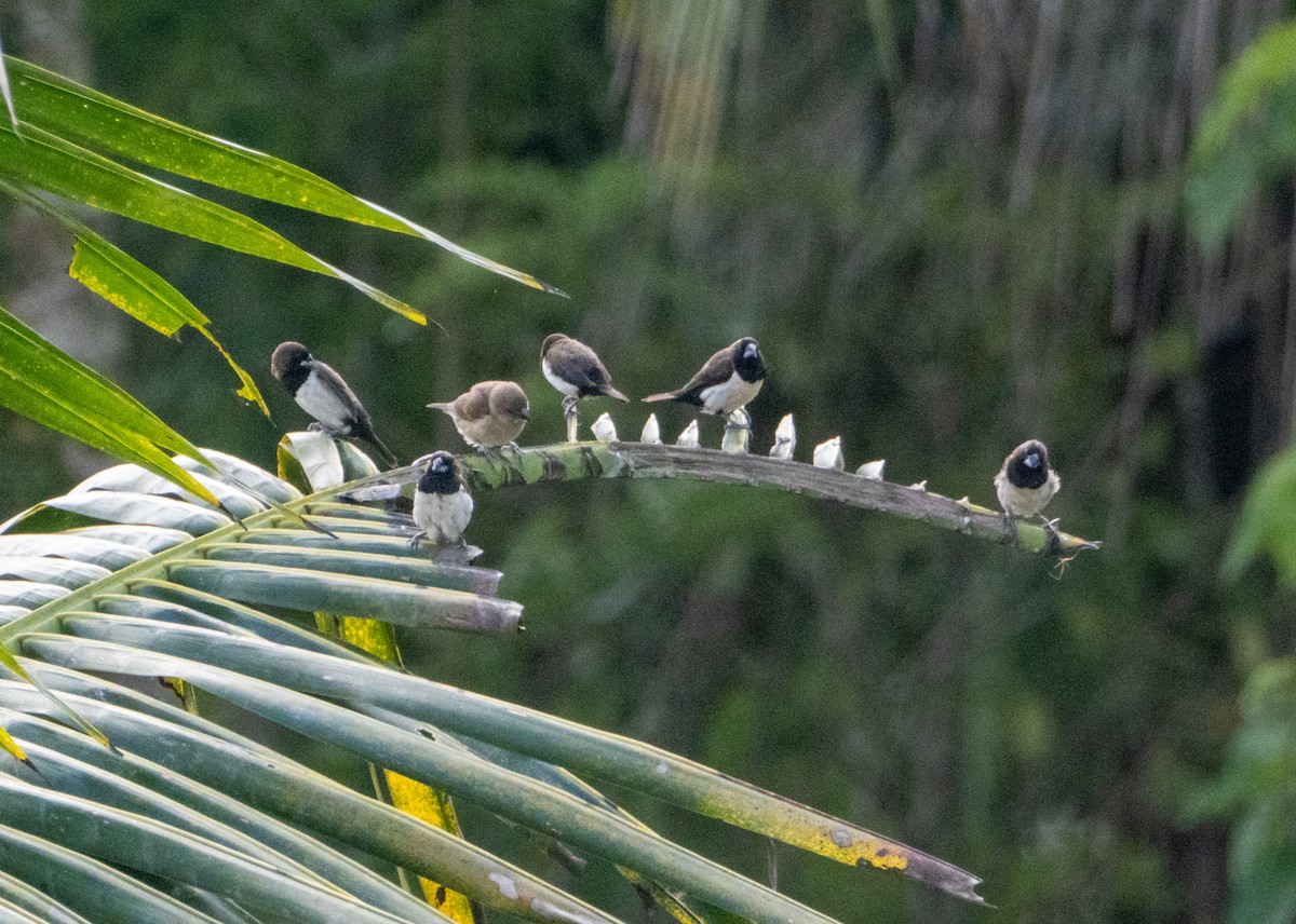Javan Munia - ML641704153