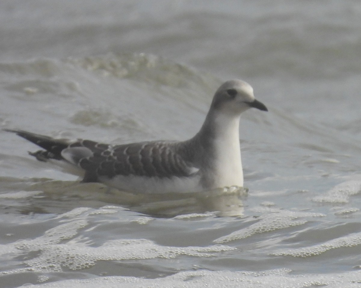 Sabine's Gull - ML641704205