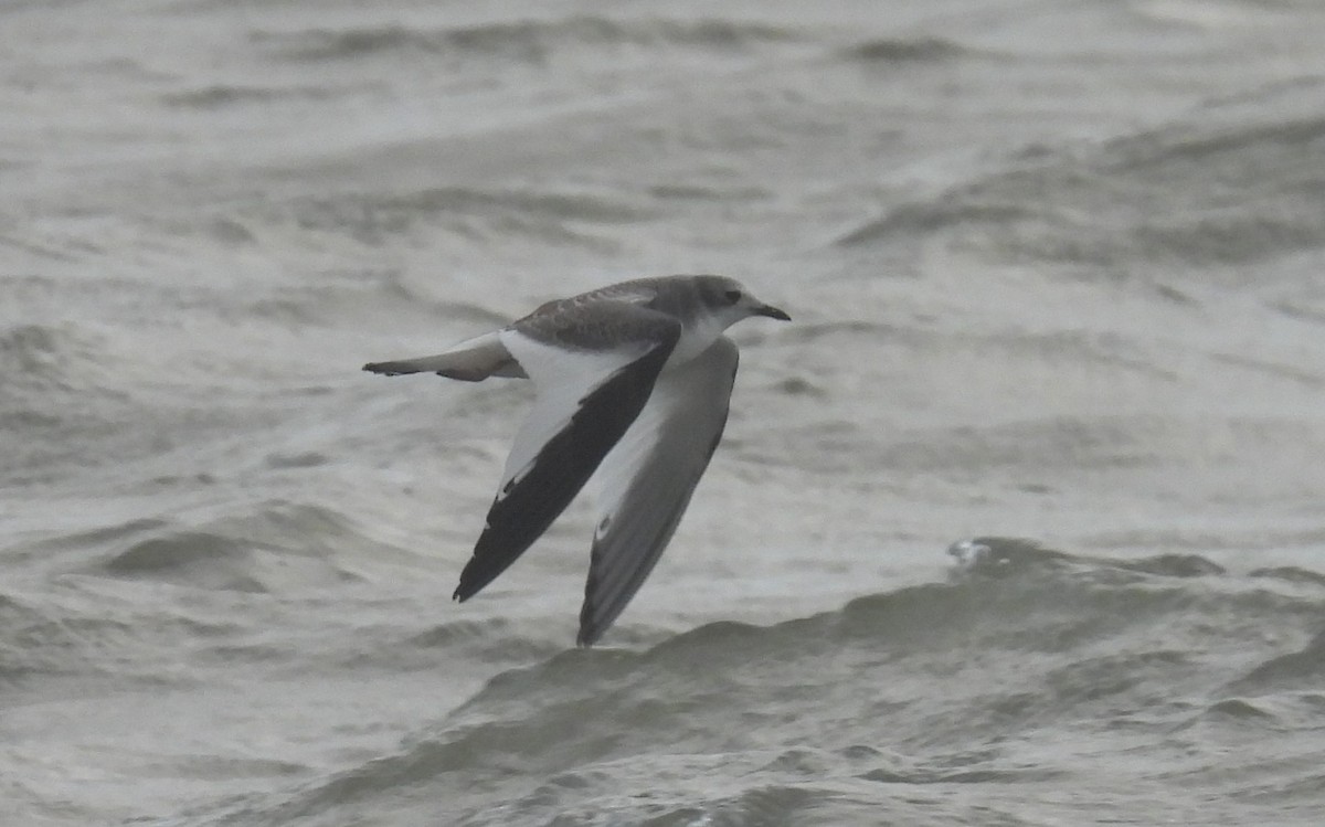 Sabine's Gull - ML641704216
