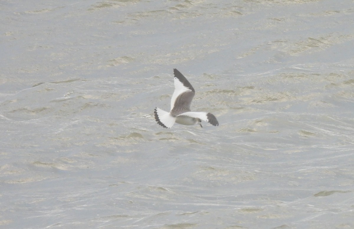 Sabine's Gull - ML641704217