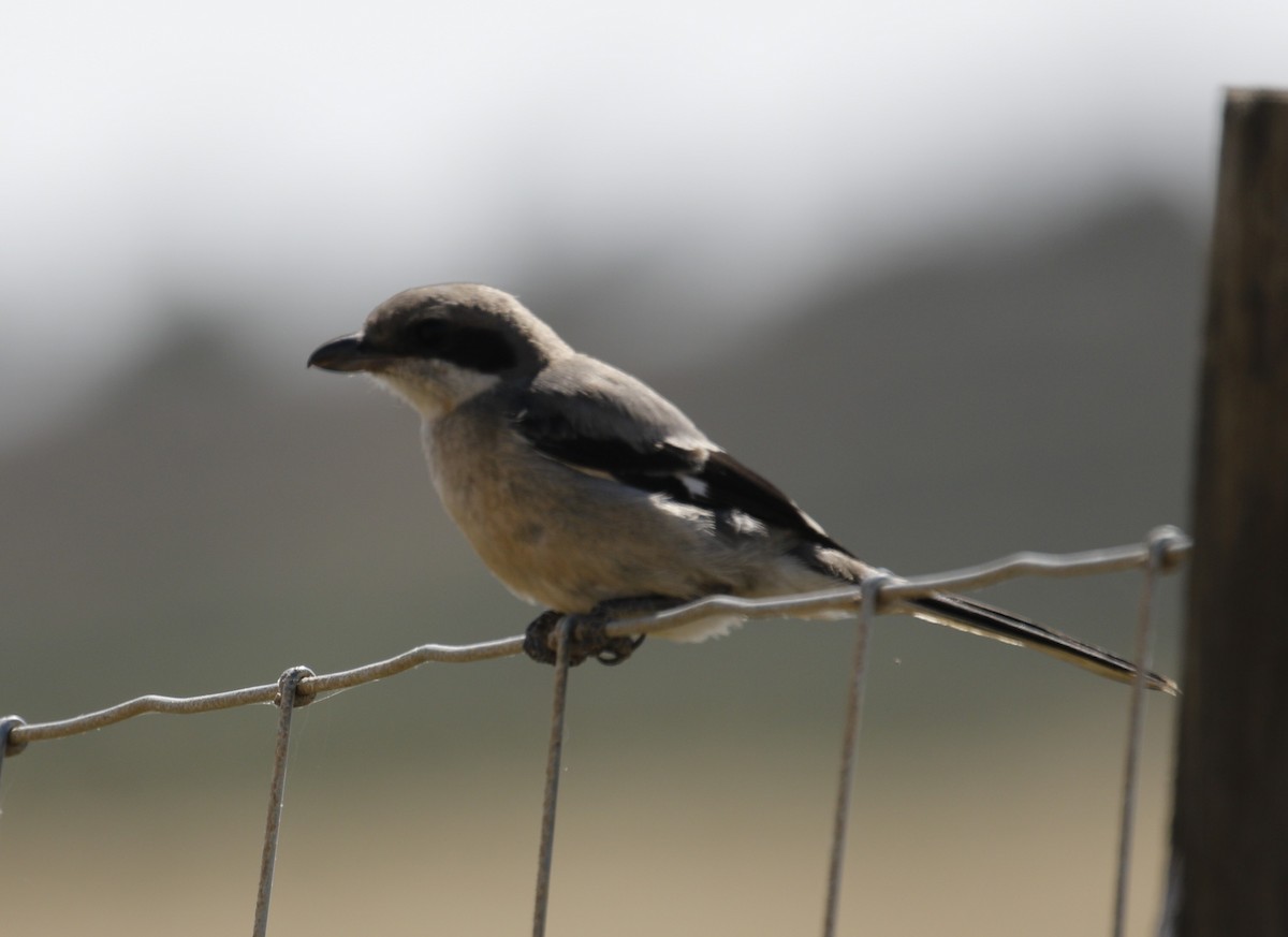 Iberian Gray Shrike - ML641704227