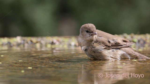 Garden Warbler - ML641704267