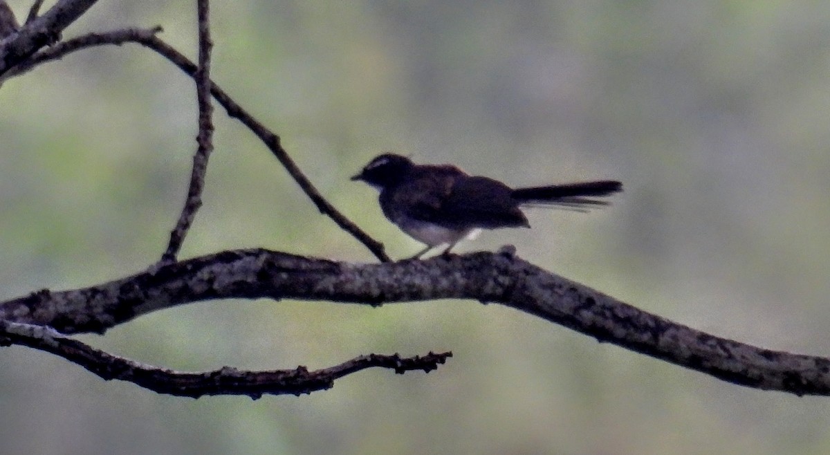 Spot-breasted Fantail - ML641704297