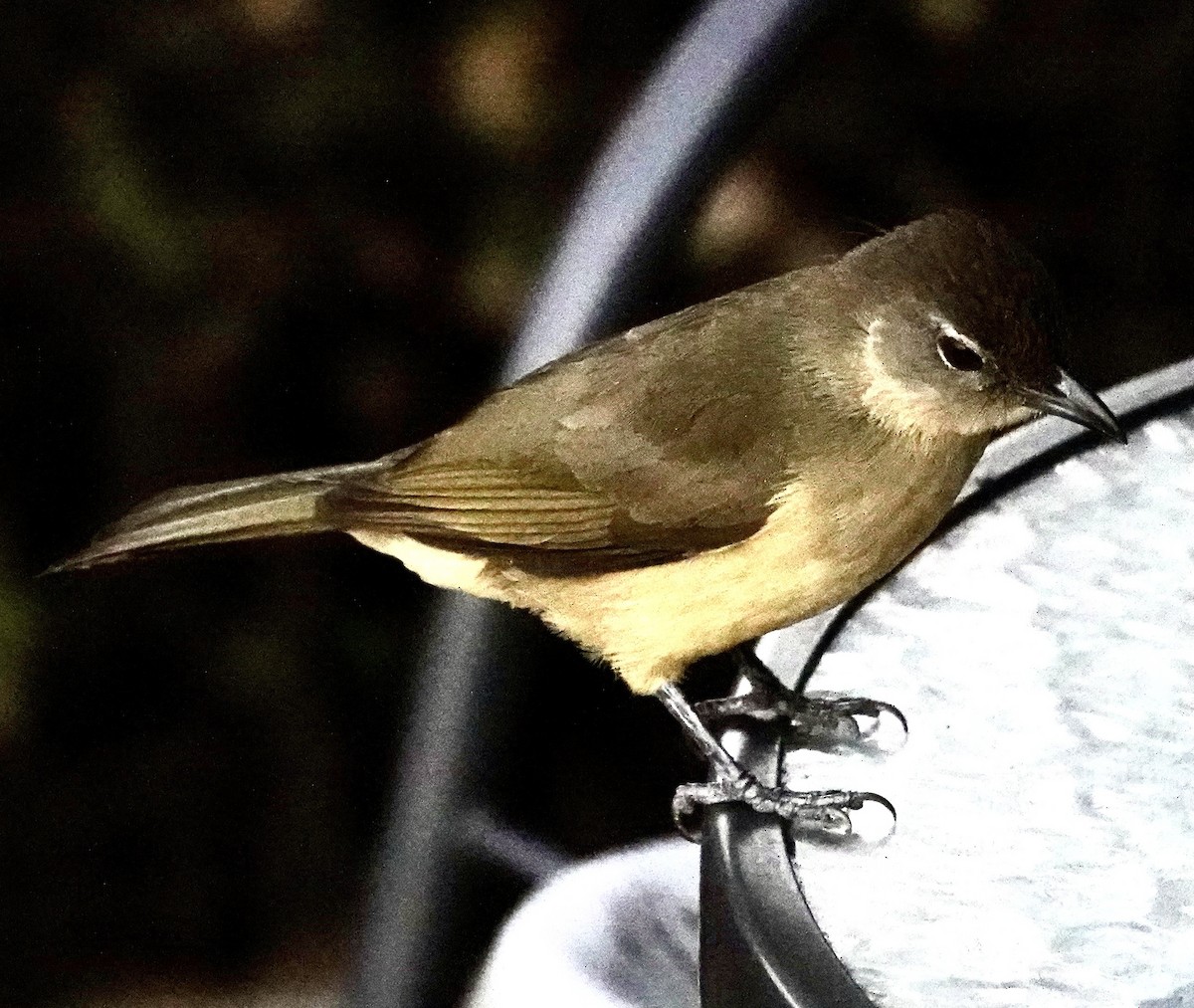 Yellow-bellied Greenbul - ML641704312