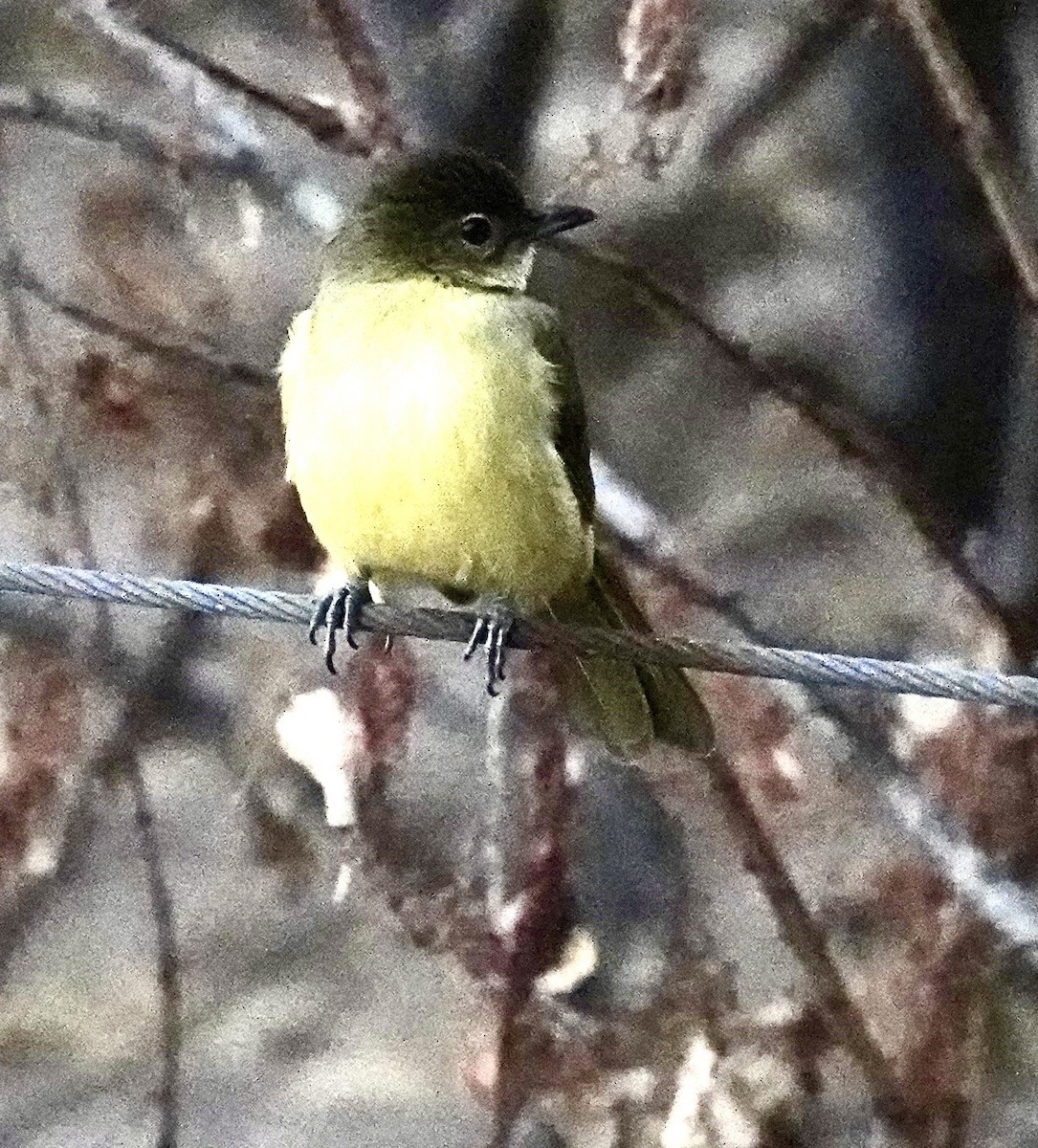 Yellow-bellied Greenbul - ML641704320