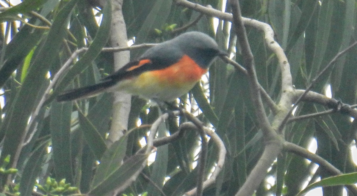 Small Minivet - ML641704347