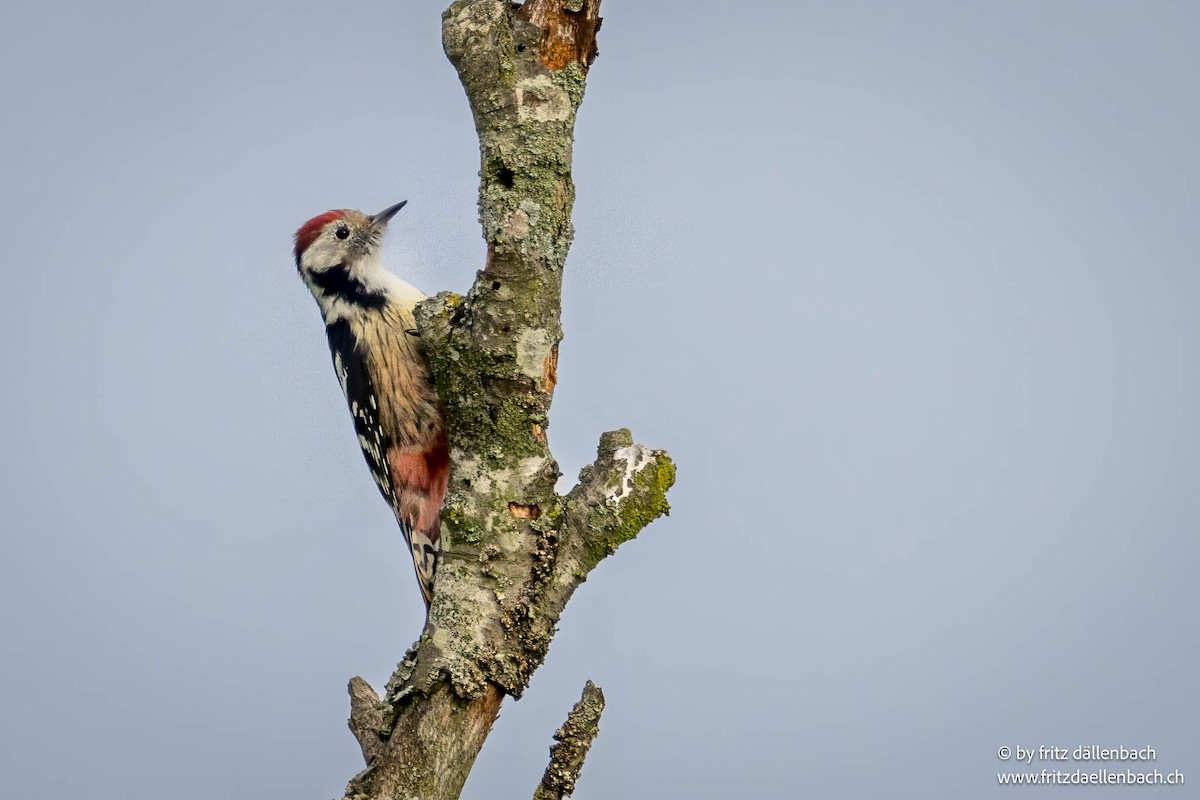 Middle Spotted Woodpecker - ML641704357