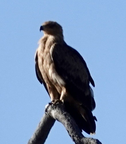 savanneørn - ML641704373