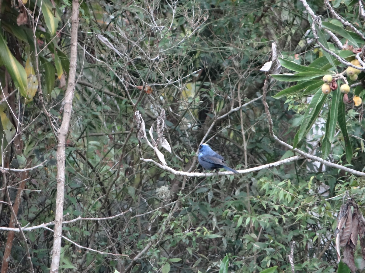 オウカンフウキンチョウ - ML641704427