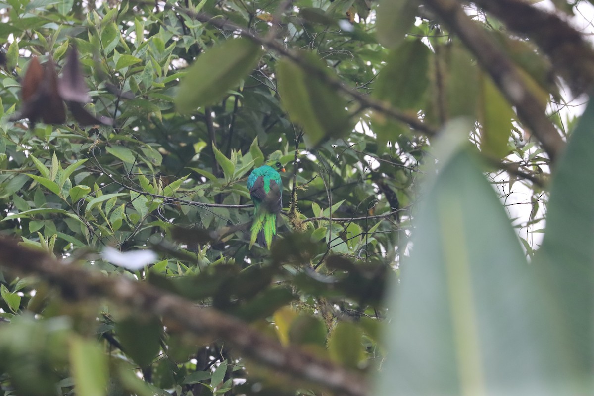 Golden-headed Quetzal - ML641704449