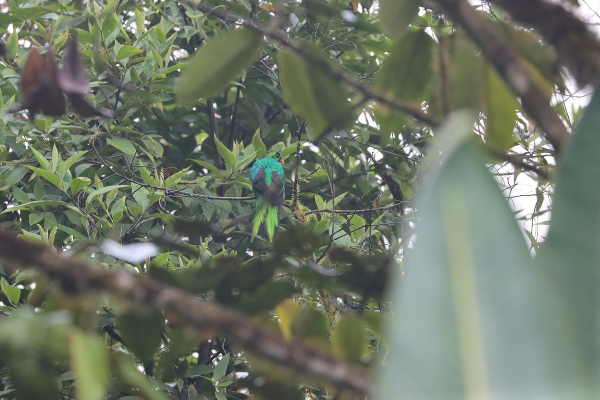 Golden-headed Quetzal - ML641704450