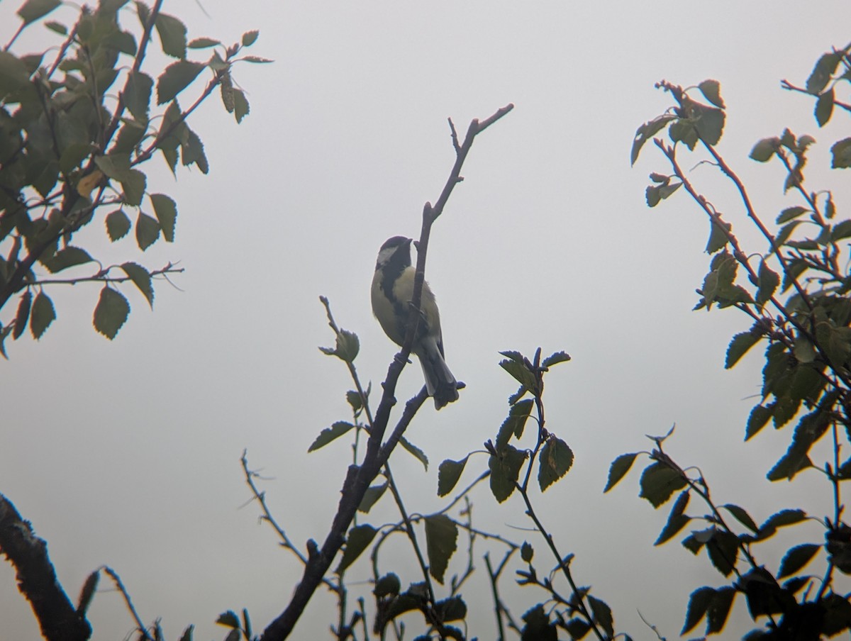 Cinciallegra - ML641704451