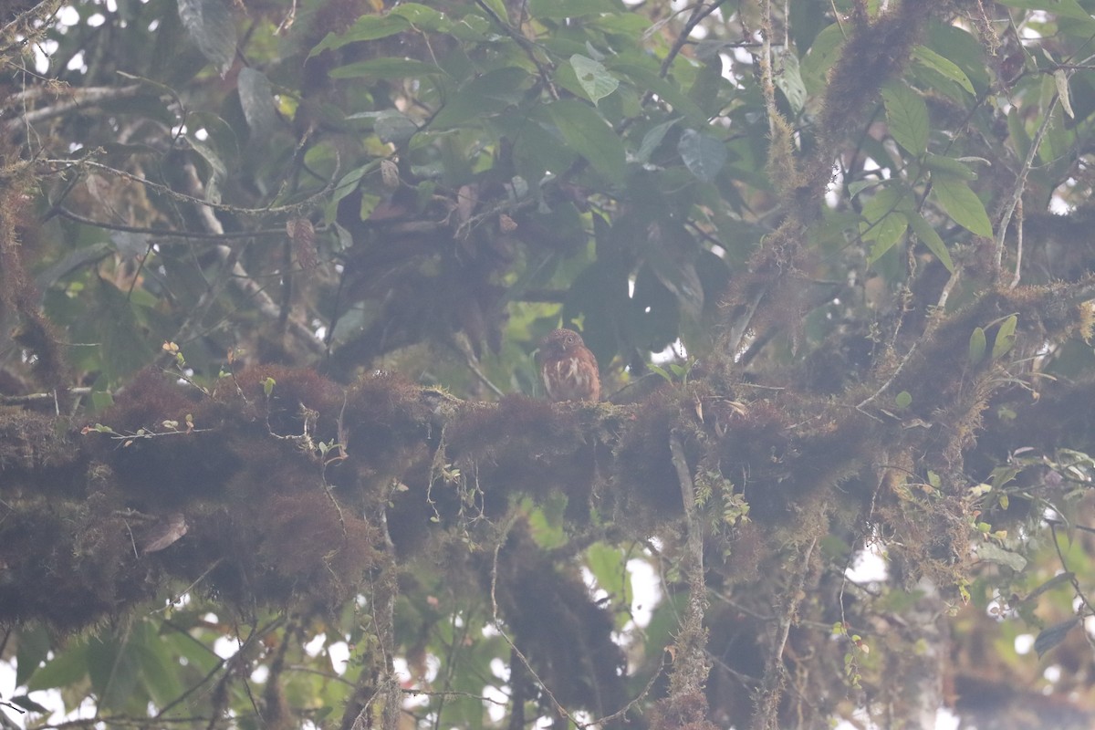 Cloud-forest Pygmy-Owl - ML641704455