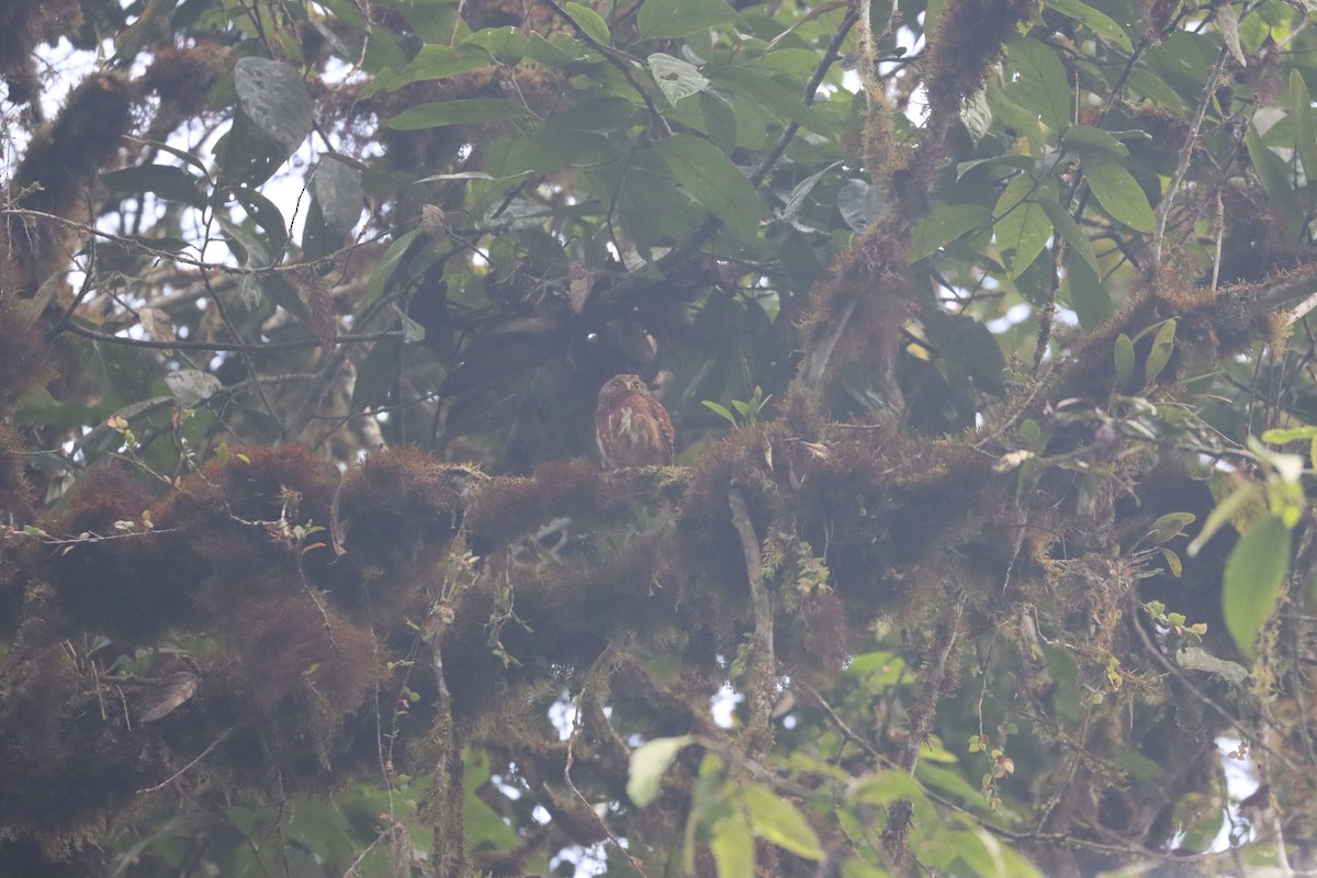 Cloud-forest Pygmy-Owl - ML641704456