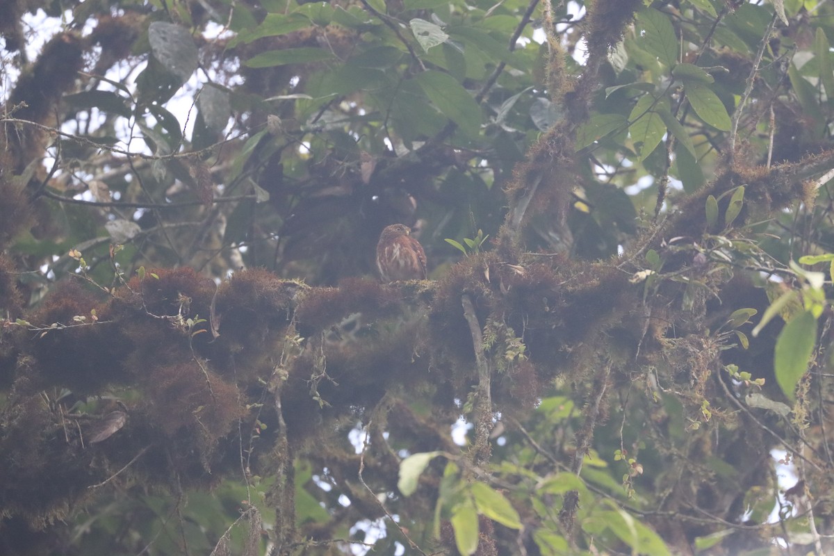 Cloud-forest Pygmy-Owl - ML641704457