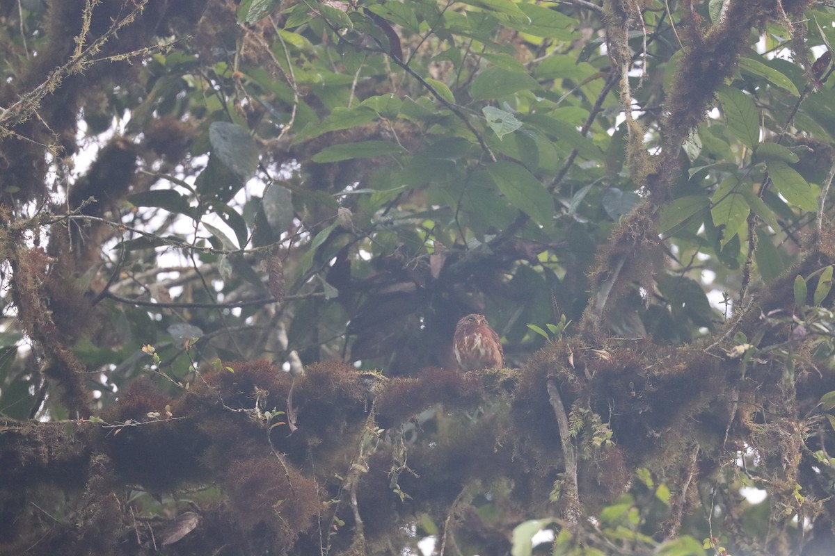 Cloud-forest Pygmy-Owl - ML641704458