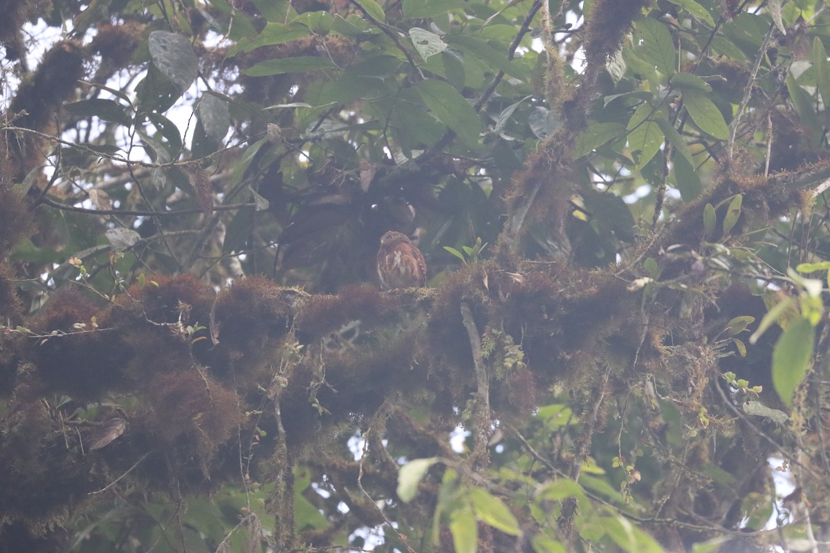 Cloud-forest Pygmy-Owl - ML641704459