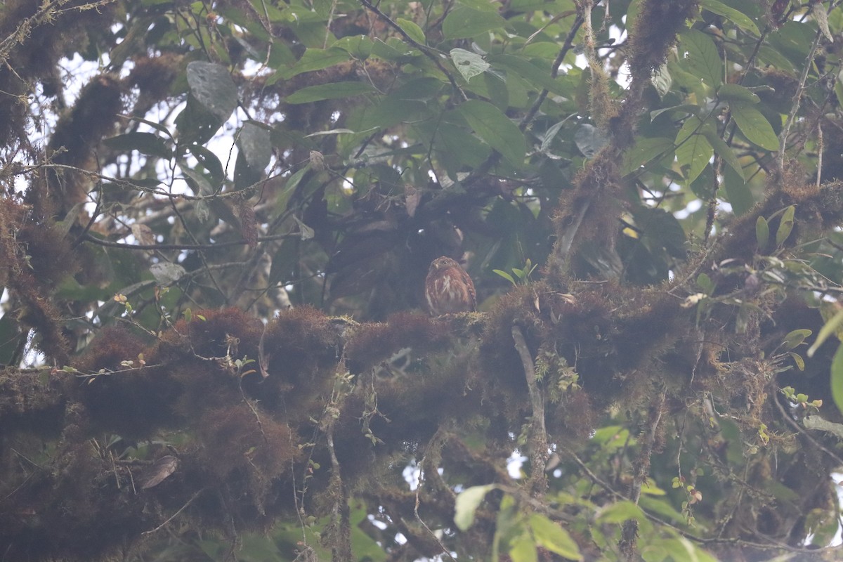 Cloud-forest Pygmy-Owl - ML641704460