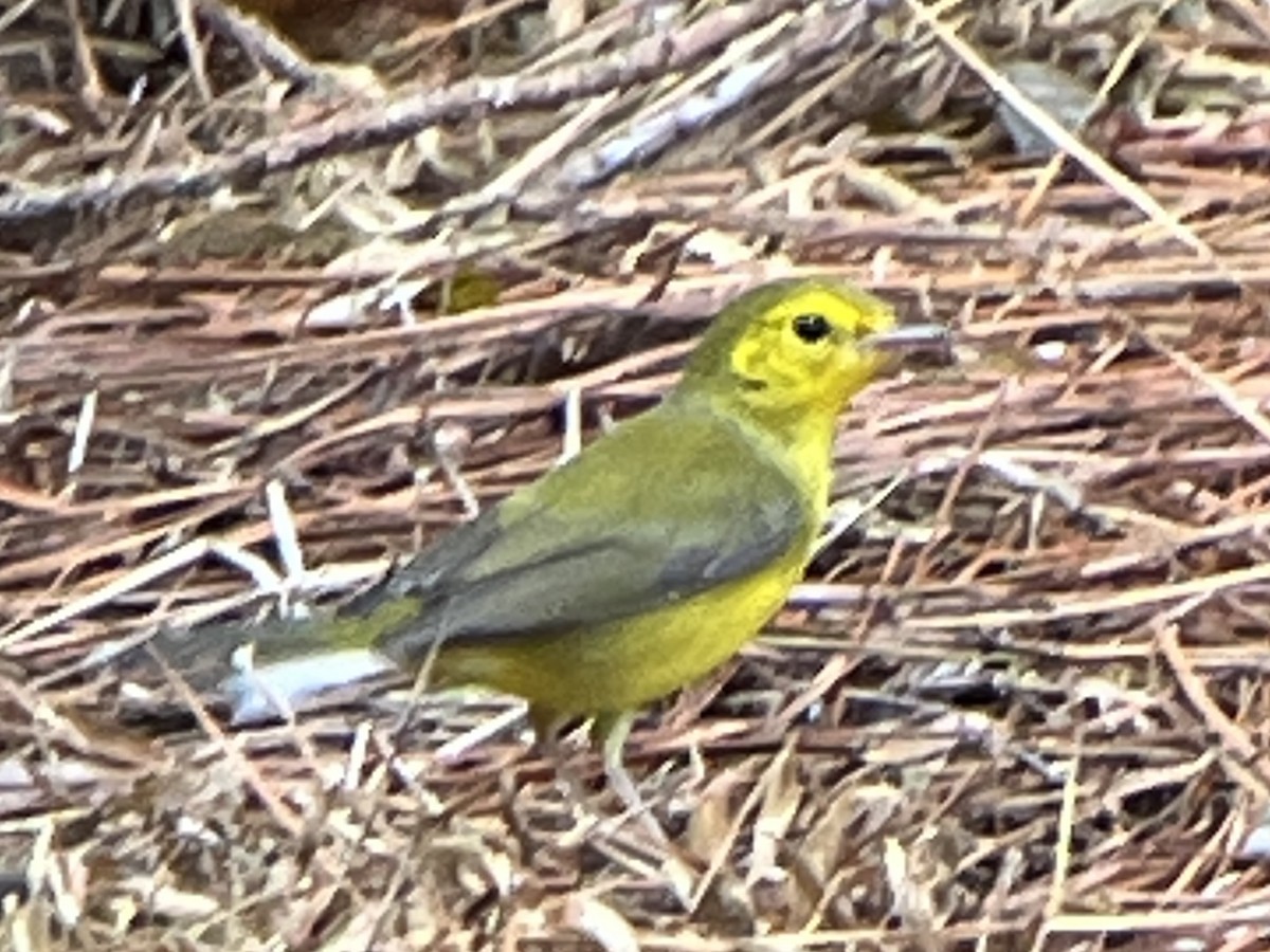 Hooded Warbler - ML641704465