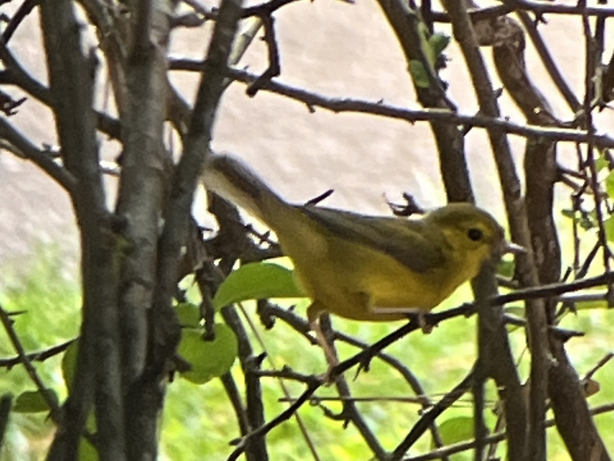 Hooded Warbler - ML641704466