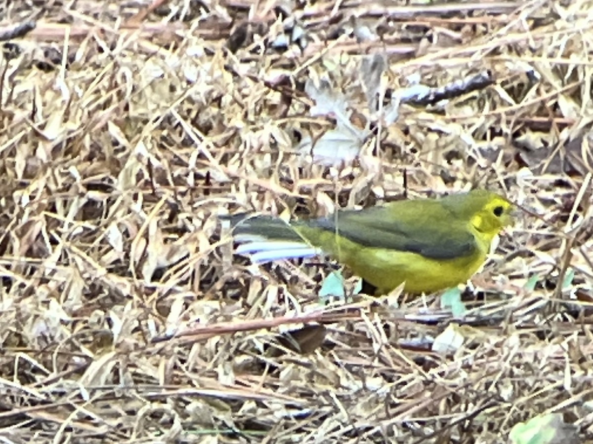 Hooded Warbler - ML641704467