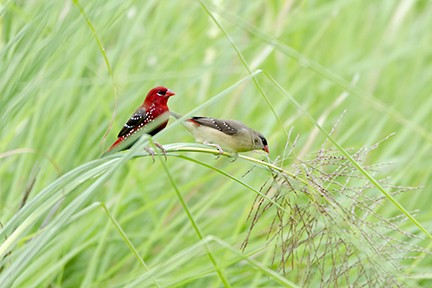 Red Avadavat - ML641704468