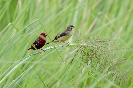 Red Avadavat - ML641704469