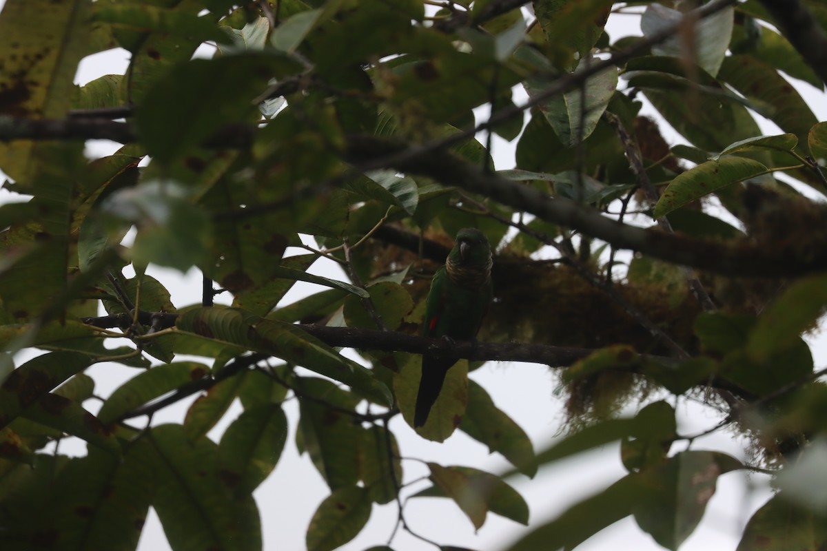 Maroon-tailed Parakeet - ML641704475