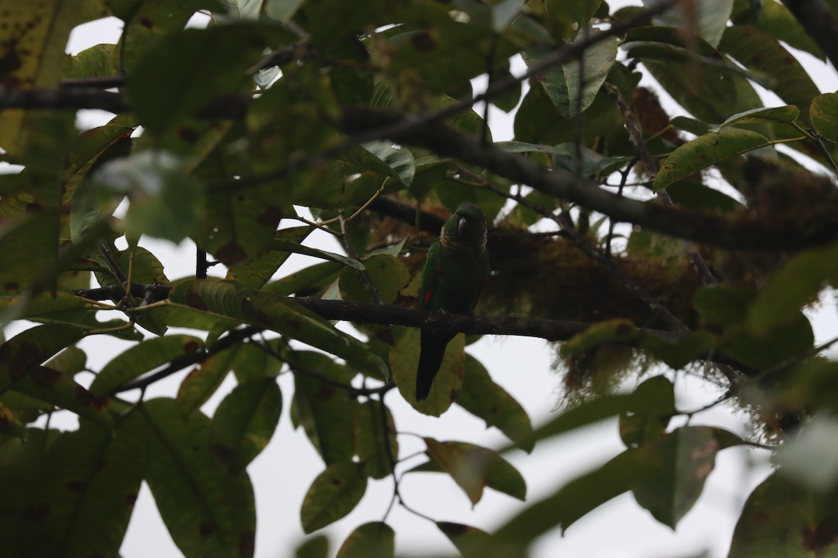 Maroon-tailed Parakeet - ML641704476