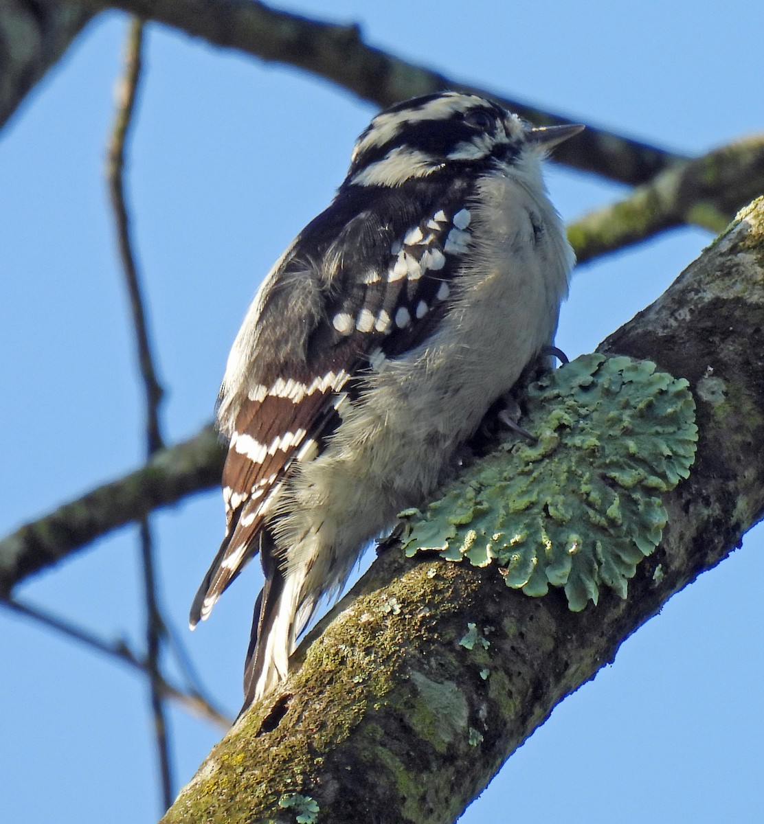 Downy Woodpecker - ML641704478