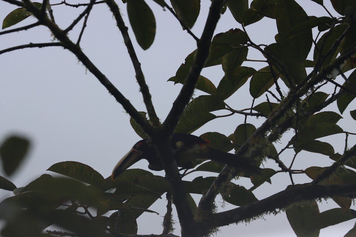 Collared Aracari - ML641704479