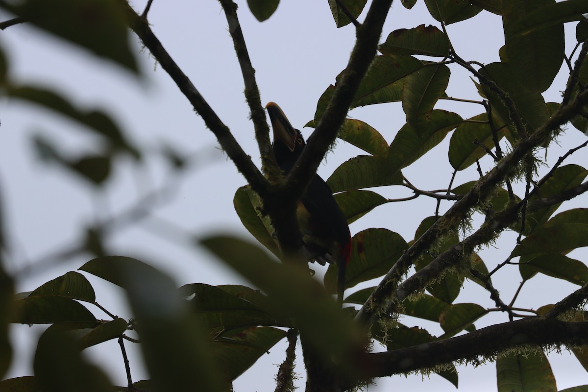 Collared Aracari - ML641704480