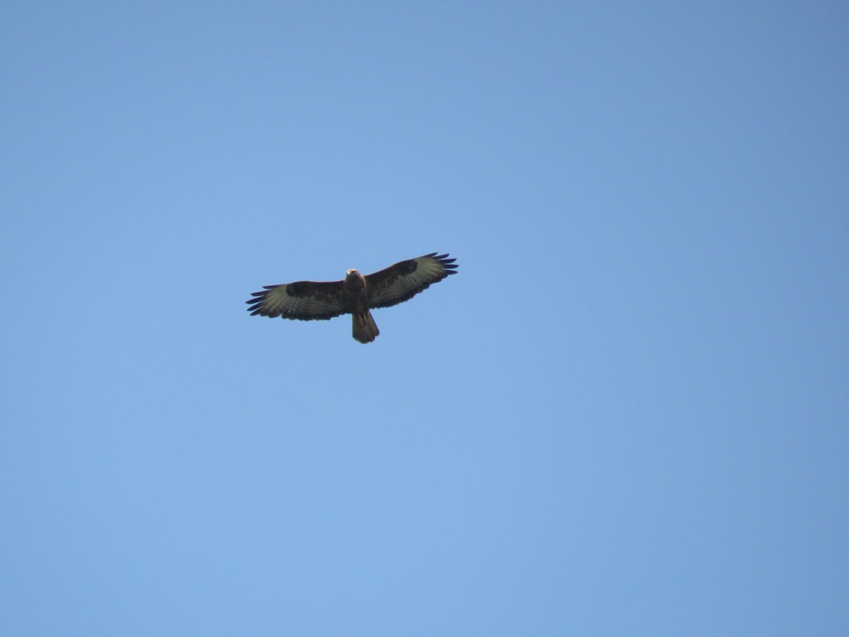 Common Buzzard (Steppe) - ML641704514