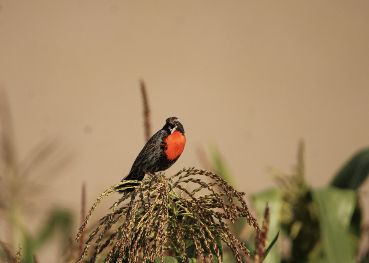 Peruvian Meadowlark - ML641704541