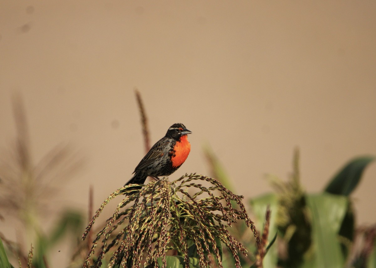 Peruvian Meadowlark - ML641704542
