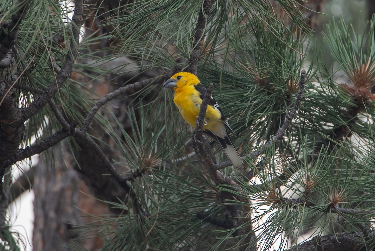 Yellow Grosbeak - ML641704558