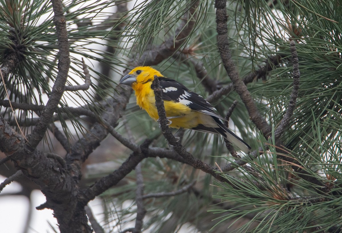 Yellow Grosbeak - ML641704559