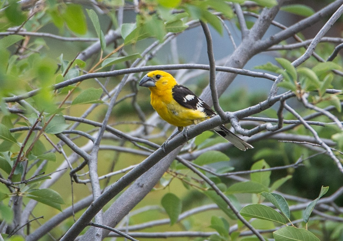 Yellow Grosbeak - ML641704560