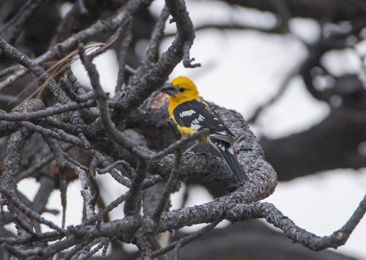 Yellow Grosbeak - ML641704561