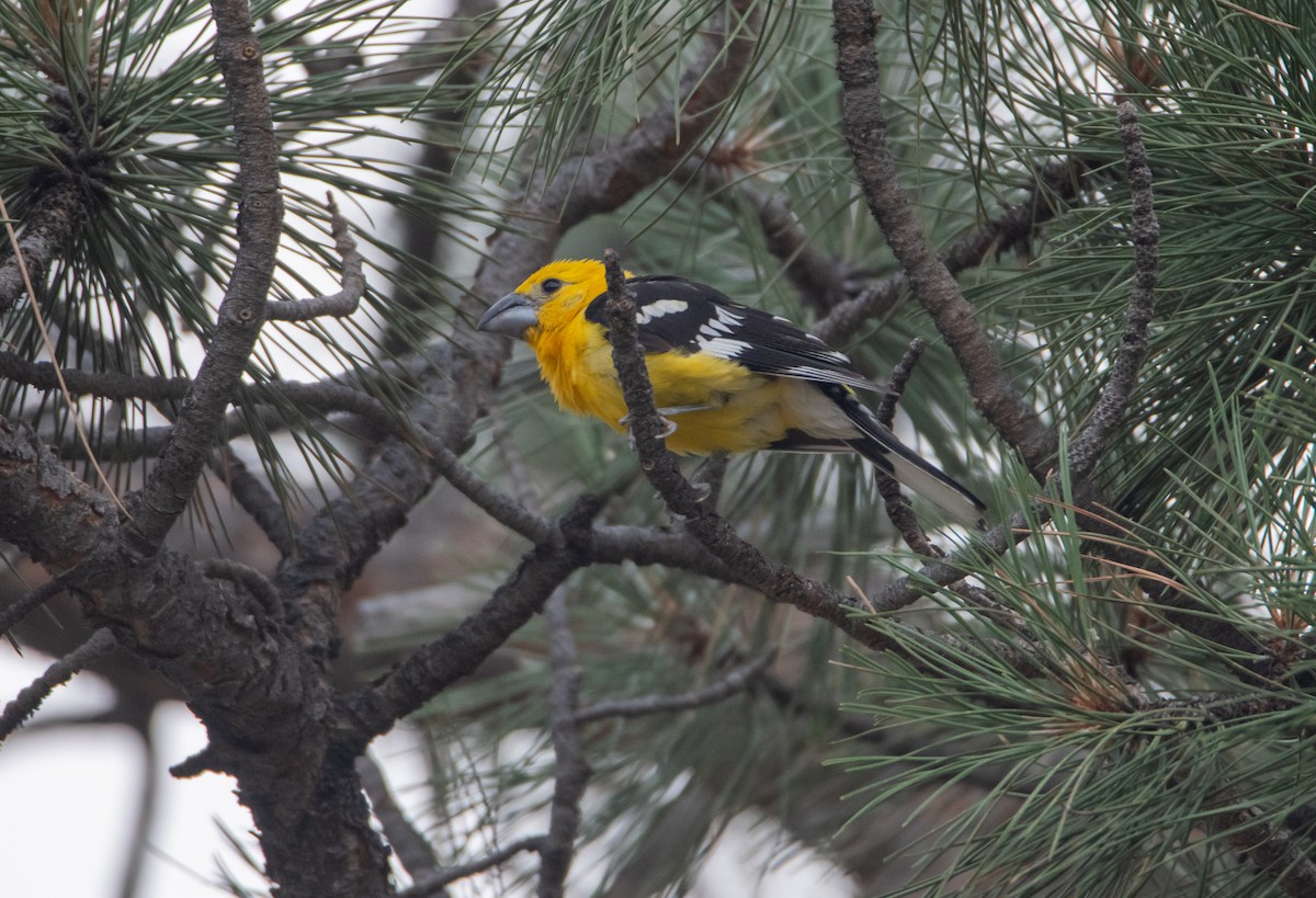 Yellow Grosbeak - ML641704562