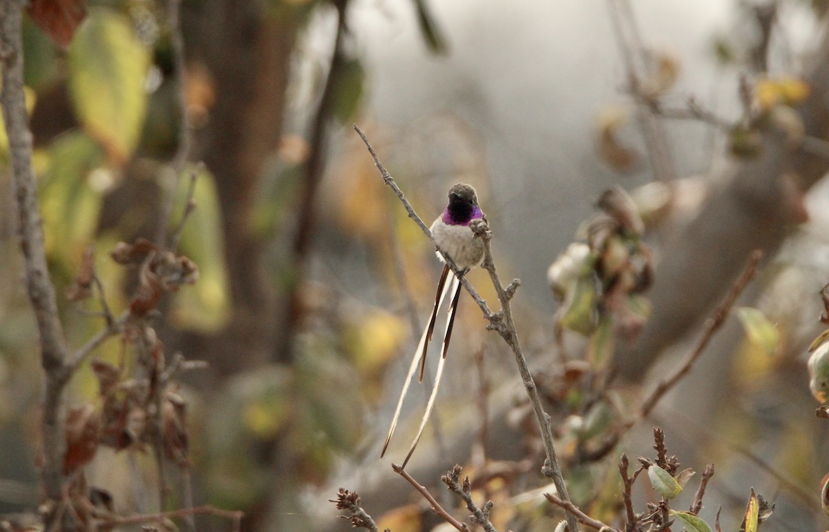 Peruvian Sheartail - ML641704576