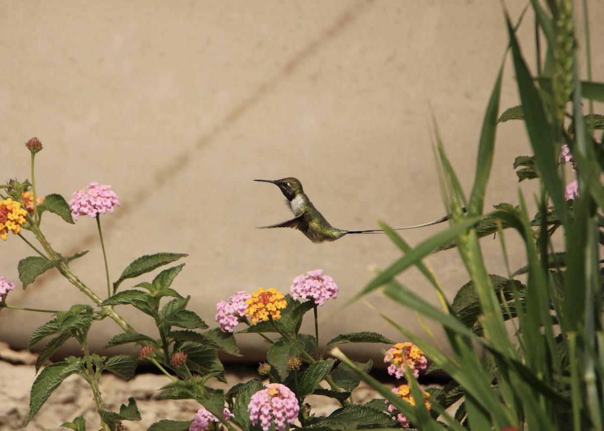 Peruvian Sheartail - ML641704577