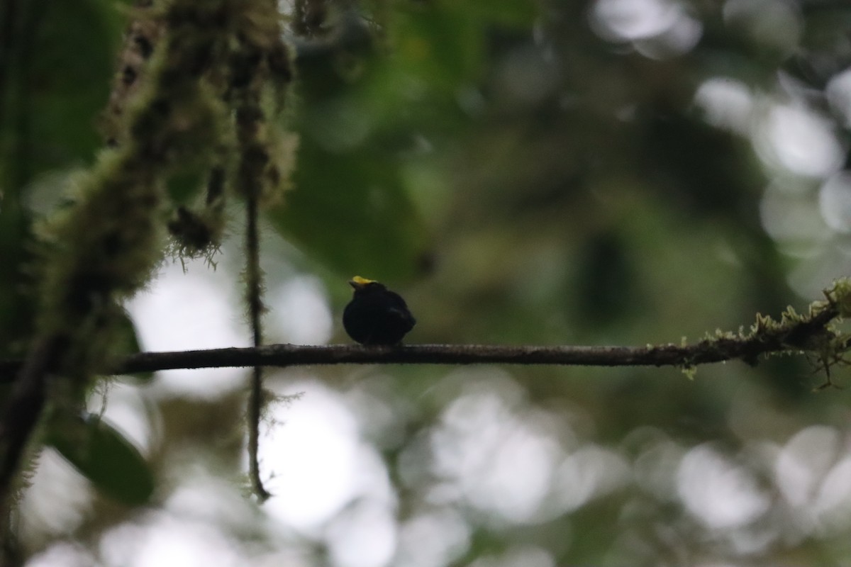 Golden-winged Manakin - ML641704578