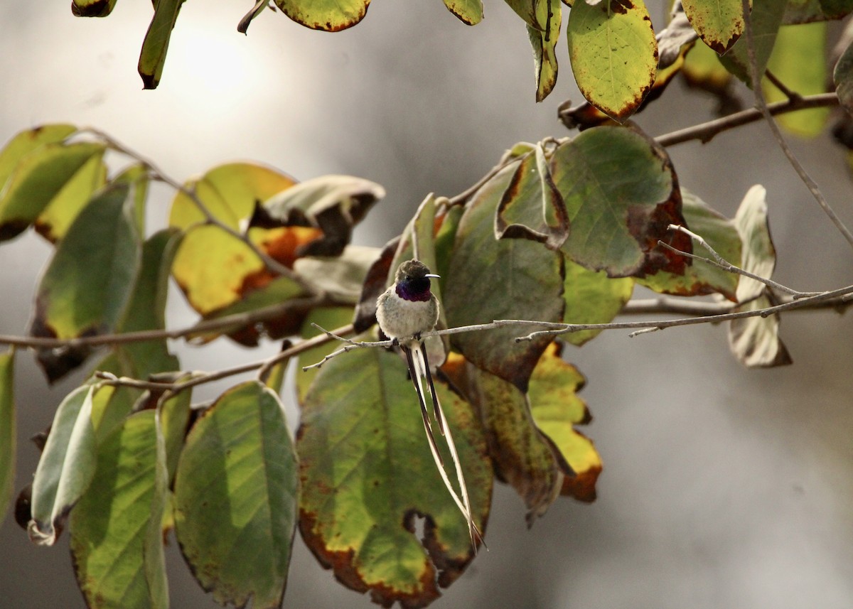 Peruvian Sheartail - ML641704579
