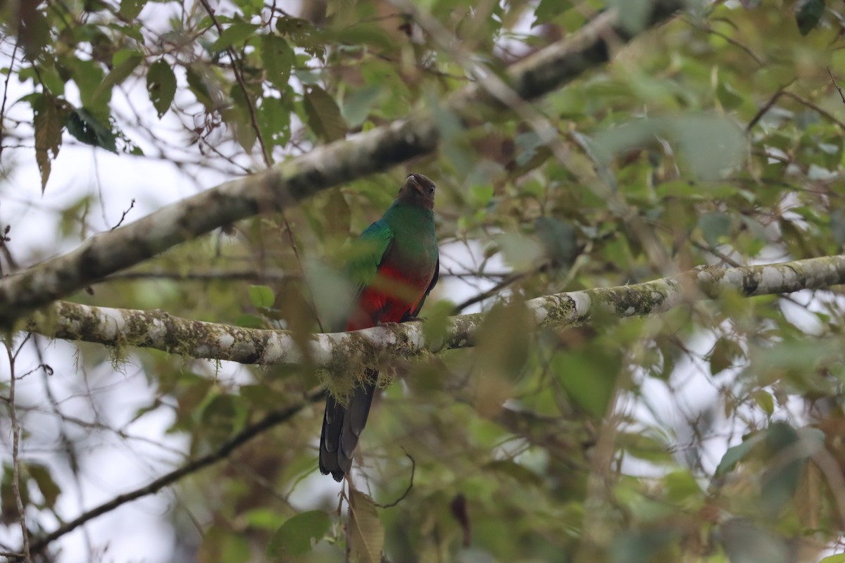 Golden-headed Quetzal - ML641704668